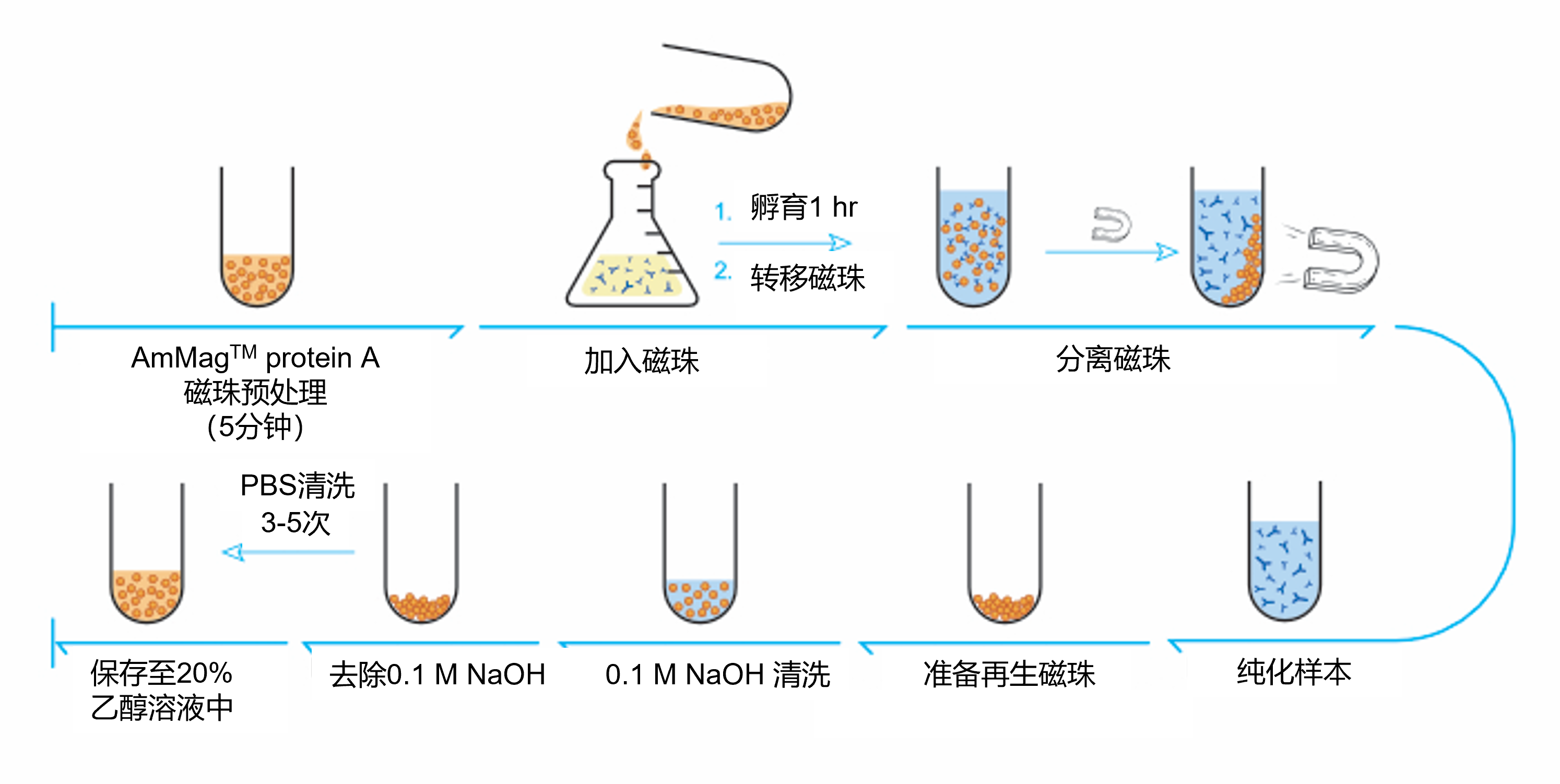 Protein A MagBeads