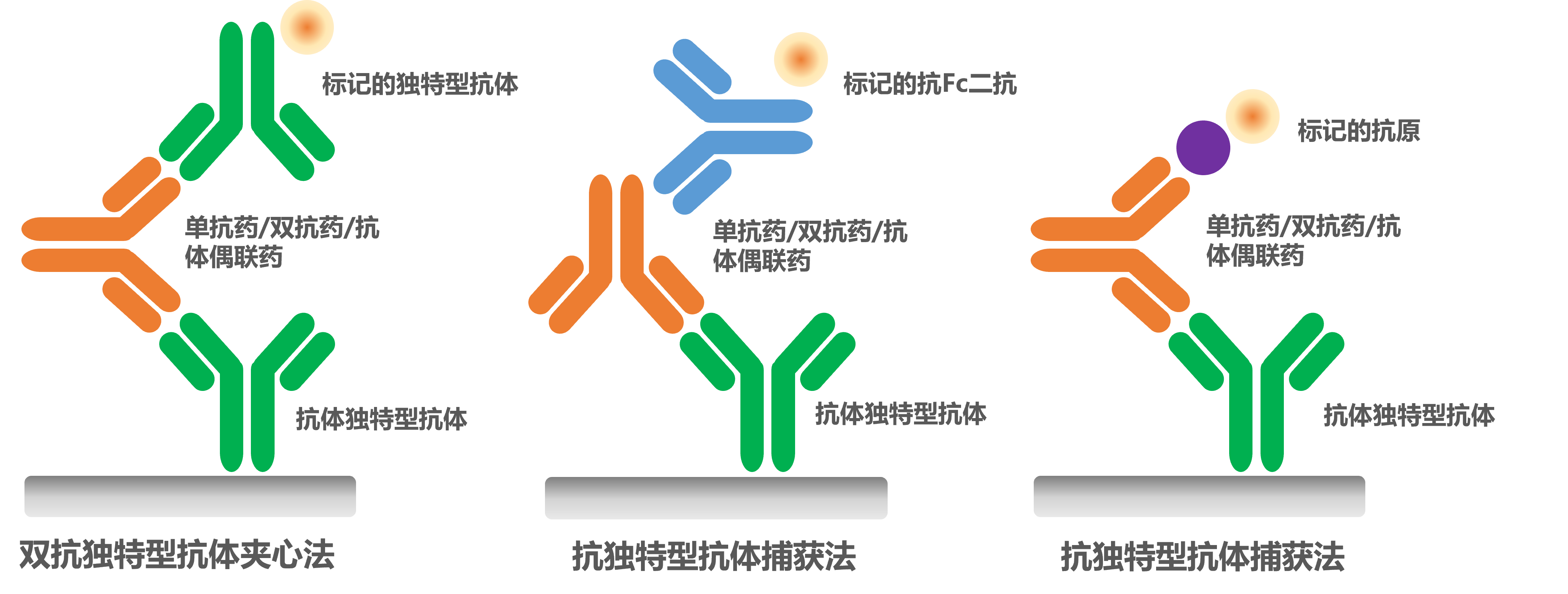 GenScript’s anti-idiotype antibodies