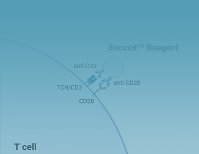 Enceed? T細胞激活試劑
