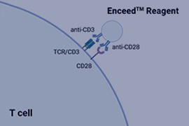Enceed? 細胞激活試劑