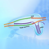 GenCRISPR gRNA Design Tool