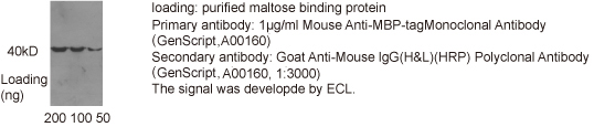 鼠抗MBP單克隆抗體產(chǎn)品應用舉例