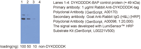 兔抗DYKDDDDK多克隆抗體產品應用舉例