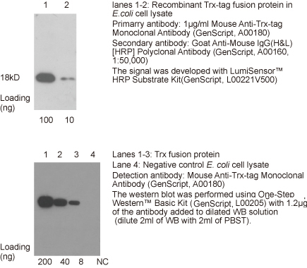 鼠抗Trx單克隆抗體產品應用舉例