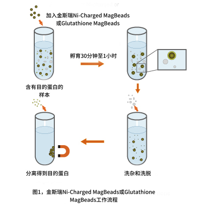 標簽蛋白純化磁珠工作流程