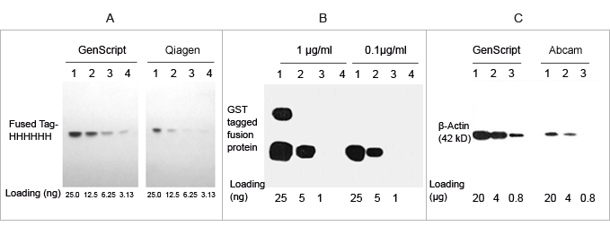 THE? Elite Antibody