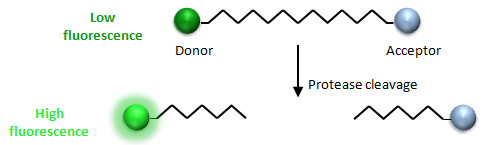 FRET pairs