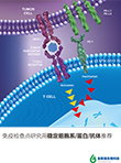 免疫檢查點研究用穩(wěn)定細胞系/蛋白/抗體推薦