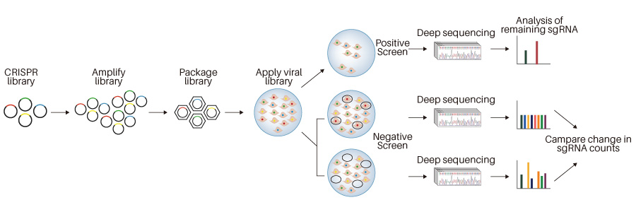 CRISPR gRNA library