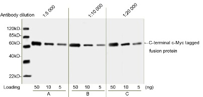 cMyc tag antibody