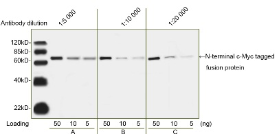 cMyc tag antibody