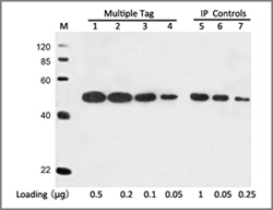 cMyc tag antibody