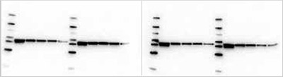 β-actin（42KD）