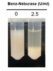 Benz-Neburase降低細(xì)菌裂解液的粘度