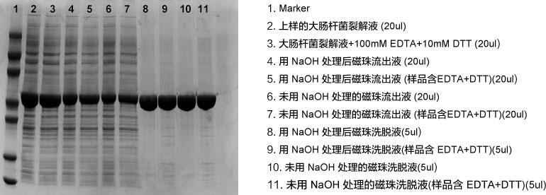 Ni-TED磁珠耐受NaOH處理的對比實驗