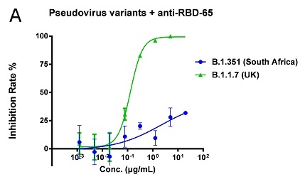 Anti-RBD-65和ACE2-Fc中和英國突變毒株（B.1.1.7）和南非突變毒株（B.1.351）的量效曲線