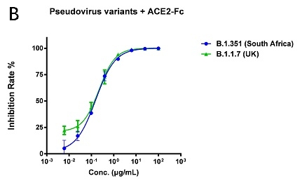 Anti-RBD-65和ACE2-Fc中和英國突變毒株（B.1.1.7）和南非突變毒株（B.1.351）的量效曲線