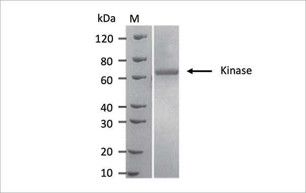 Sf9細胞成功表達Kinase，純度95%，表達量10mg/L