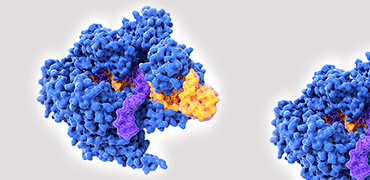 生命科學領域顛覆性新技術—新型糖基化酶堿基編輯器（GBE）- 金斯瑞