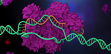 利用蛋白工程策略改進CRISPR-Cas技術 - 金斯瑞