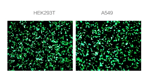 在HEK293T細胞和A549細胞模型上，可檢測到顯著的eGFP綠色熒光蛋白表達