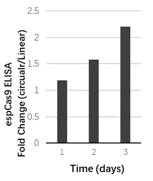 Expression of mCherry mRNA in A549 cells