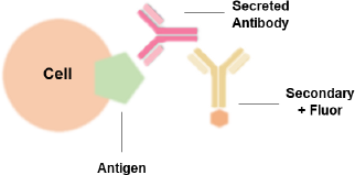 Cell-based assay 