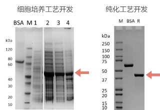 用于基因編輯的X酶  