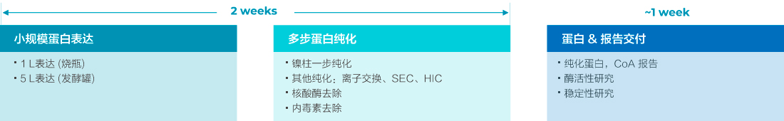 T7 RNA聚合酶篩選 (1L表達規模)