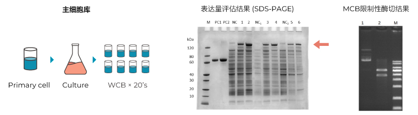 表達量評估 & 限制性酶切圖譜