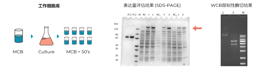表達量評估 & 限制性酶切圖譜