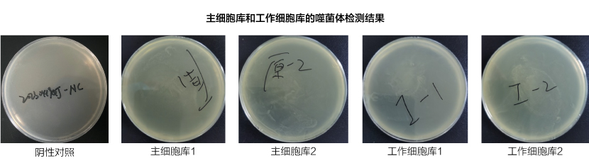 表達量評估 & 限制性酶切圖譜