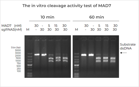MAD7體外裂解活性檢測 