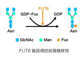 抗體巖藻糖修飾與ADCC效應(yīng)  