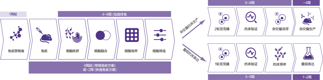 定制鼠單抗開發(fā)套餐