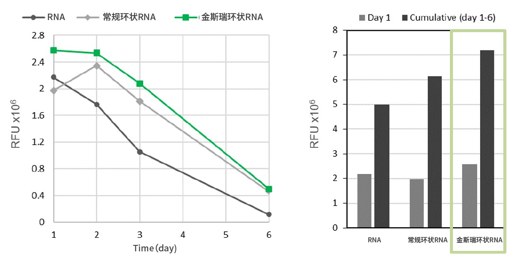 金斯瑞環(huán)狀RNA較之常規(guī)環(huán)狀RNA，蛋白表達(dá)量更 