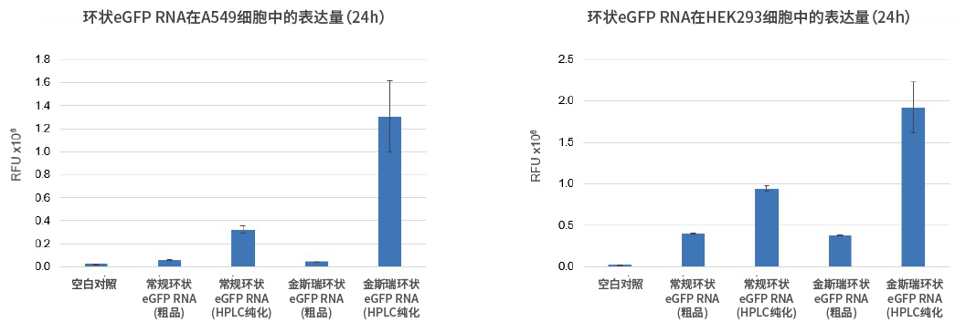 金斯瑞環(huán)狀RNA在多個細(xì)胞模型上蛋白表達(dá)量更高