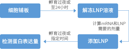 mRNA LNP如何用于體外細(xì)胞轉(zhuǎn)染