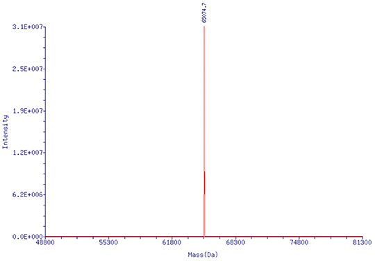 HPLC純化的pegRNA (218nt)：分子量精準