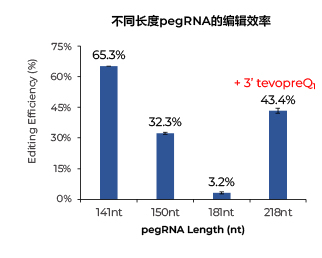 不同長(zhǎng)度pegRNA的編輯效率