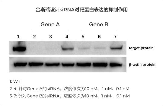 金斯瑞siRNA沉默效率（Western blot）