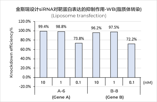 金斯瑞siRNA沉默效率（Western blot）