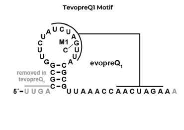 TevopreQ1 Motif